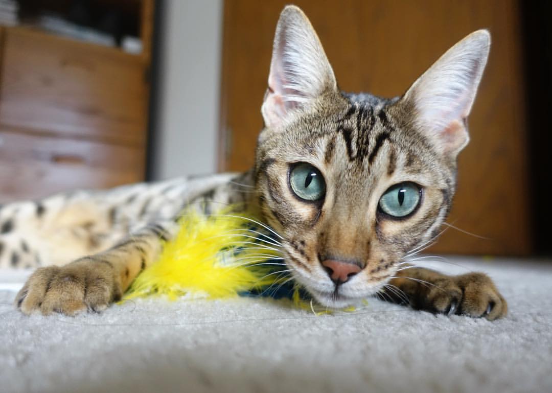 中国女足冲击亚洲杯 热血时刻令人振奋，中国女足亚洲杯战绩