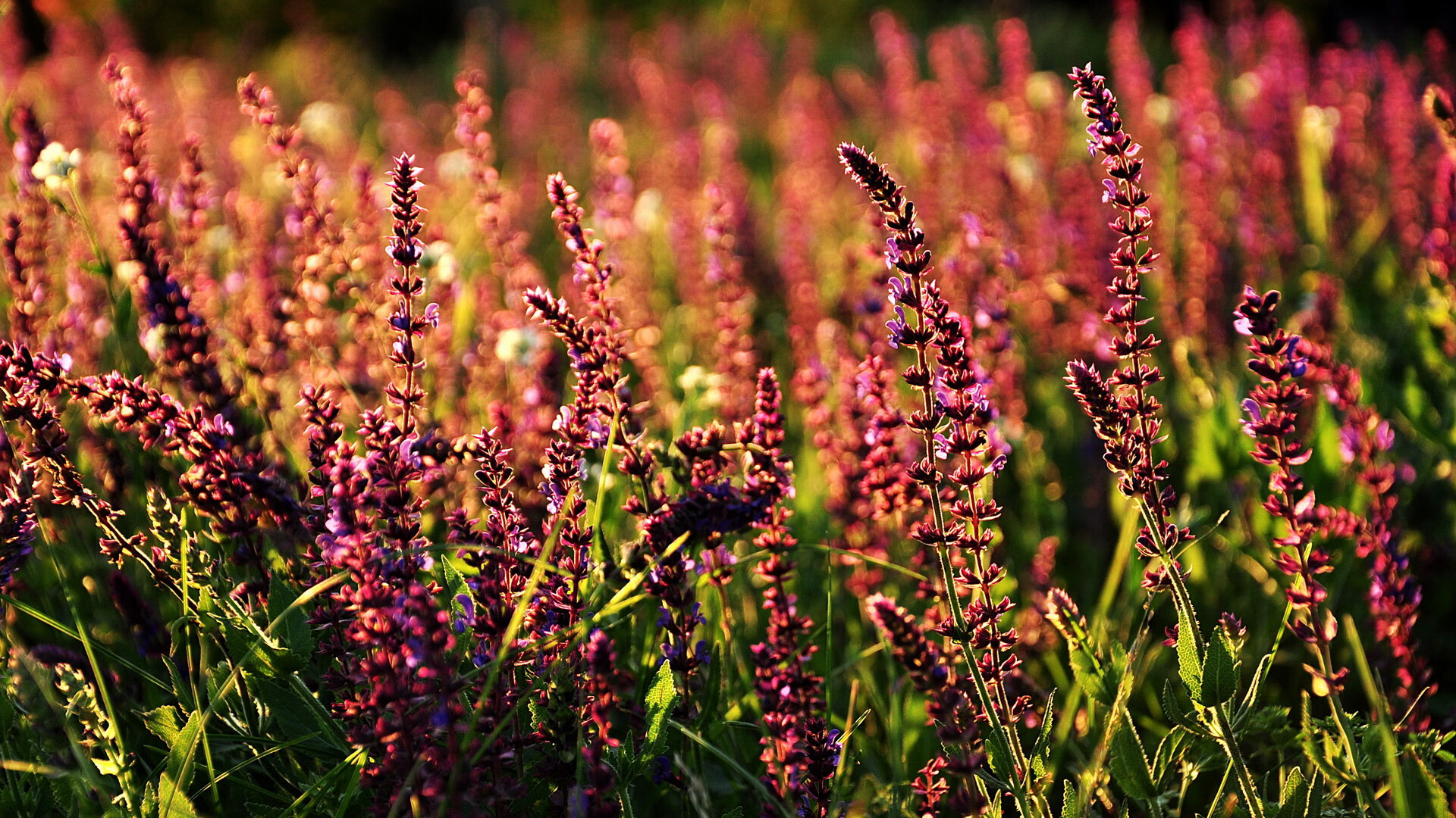 中国男篮战术执行精准 提升整体战斗力，中国男篮怎样才能崛起