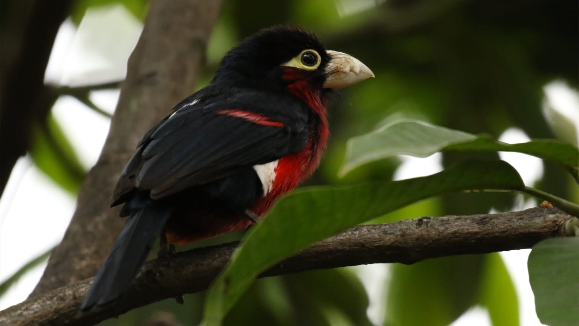 开云体育在线登入-主教练是否应通过节奏调整改变轮换节奏，主教练挑战有什么规定