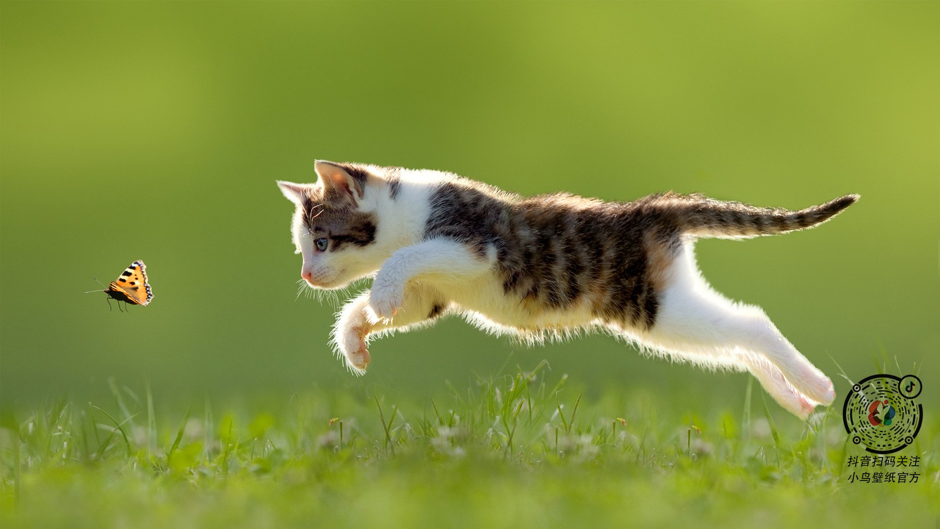 开云真人-主场气势谁的球馆最具压迫感，主场一般谁开球