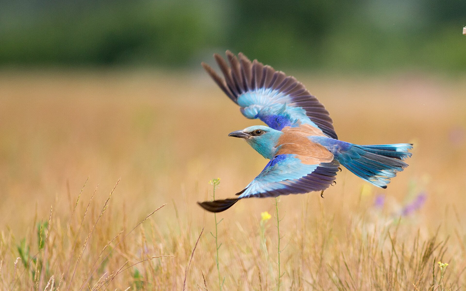 五大联赛是否提倡中前场球员持球强度训练应对逼抢，足球中场前锋