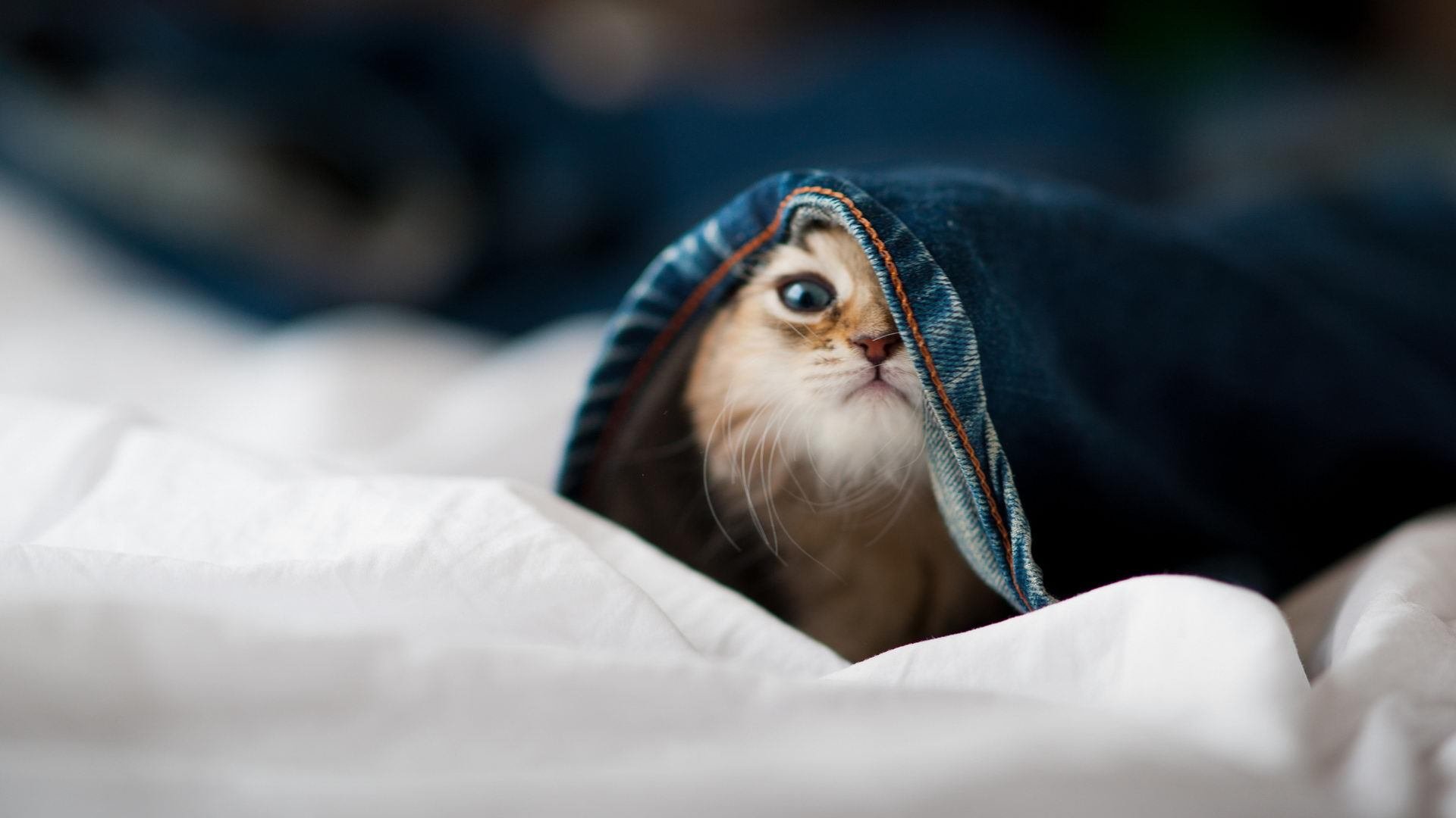 瑞典队未来发展:以高效训练体系增强核心竞争力,瑞典队的比赛