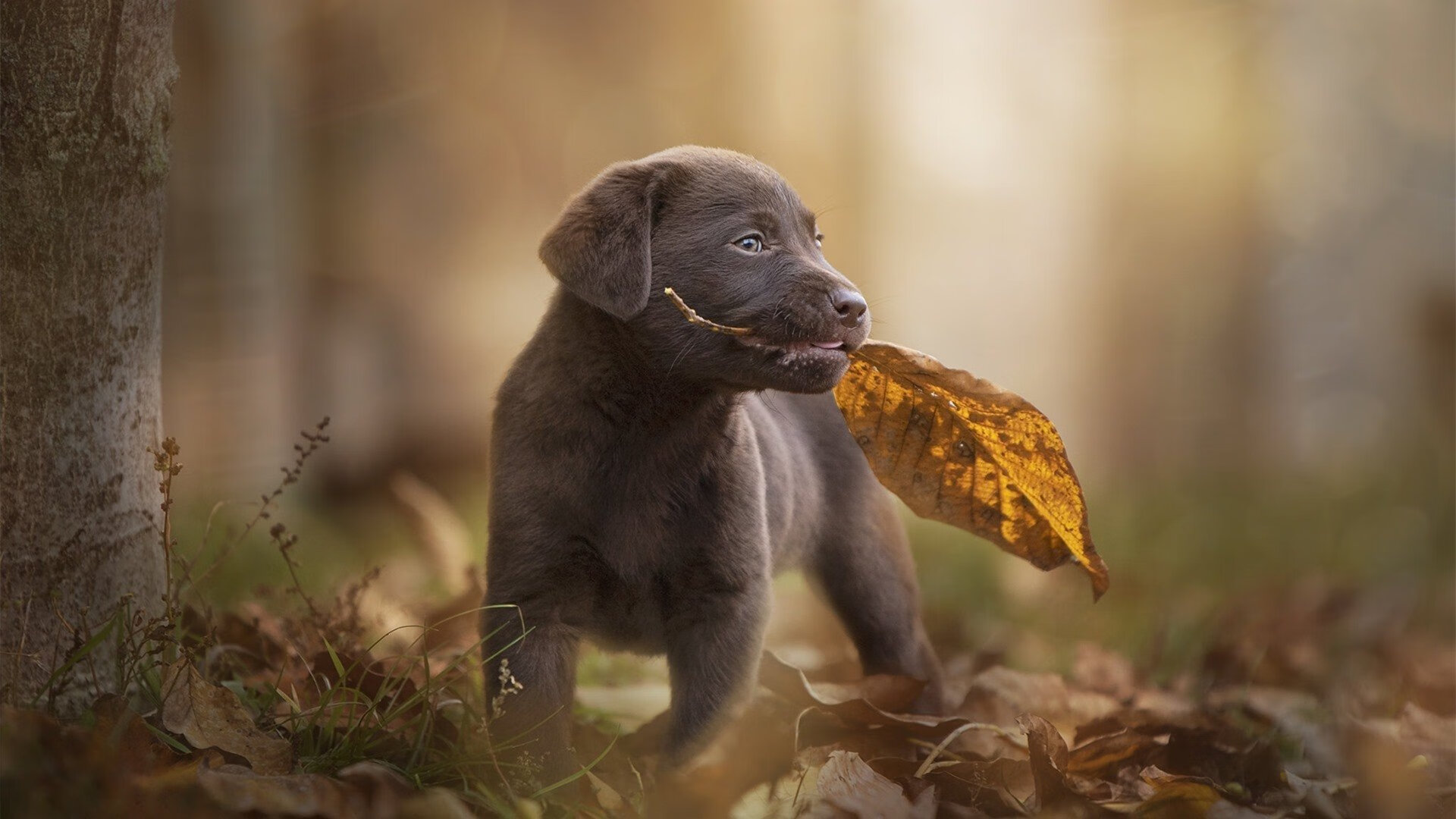 中国混合双人跳板动作细节解读，双人跳板怎么算分