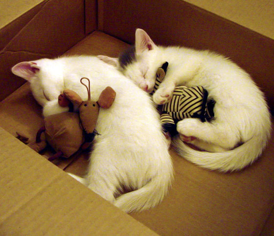 乌干达女篮在非洲锦标赛中持续突破，迈向国际新舞台，乌干达vs南非