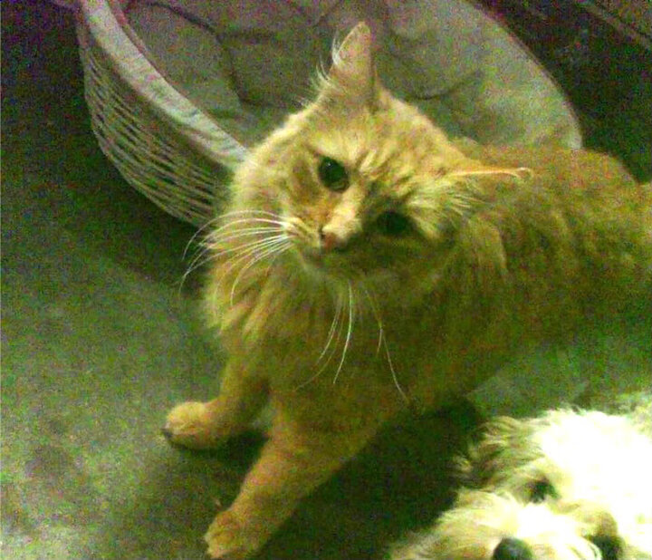 快船三分命中率位列联盟前三，快船三分命中率联盟第一