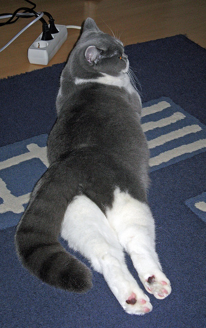 欧洲杯激情燃烧:战术变革引领足球潮流!,欧洲欧洲杯