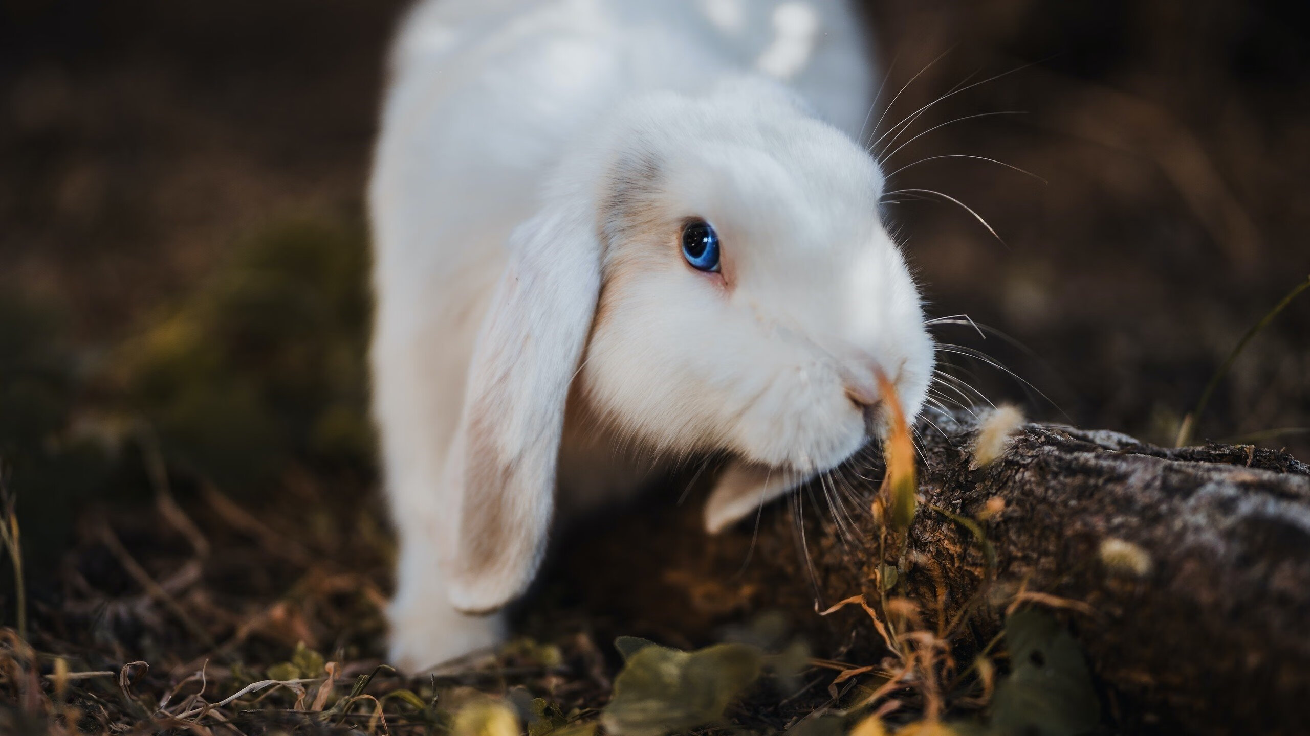 电竞赛事转播技术升级引领高清体验，电竞转播技术招聘